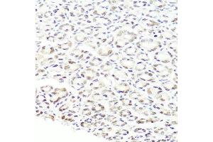 Immunohistochemistry of paraffin-embedded mouse stomach using PRPF8 antibody at dilution of 1:100 (x40 lens). (PRPF8 anticorps)