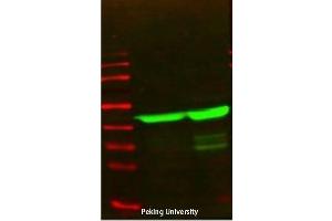 Western Blot (WB) analysis: Please contact us for more details. (Actin anticorps)