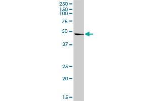 PA2G4 MaxPab rabbit polyclonal antibody. (PA2G4 anticorps  (AA 1-394))
