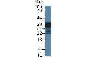 Western Blot; Sample: Mouse Liver lysate; Primary Ab: 1µg/ml Rabbit Anti-Mouse RGN Antibody Second Ab: 0.