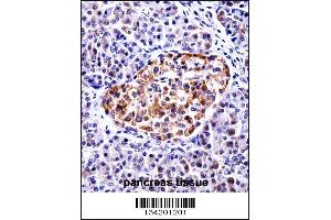 TAC3 Antibody immunohistochemistry analysis in formalin fixed and paraffin embedded human pancreas tissue followed by peroxidase conjugation of the secondary antibody and DAB staining. (Tachykinin 3 anticorps  (AA 54-83))