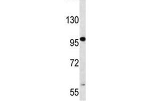 RNF43 antibody western blot analysis in CEM lysate.