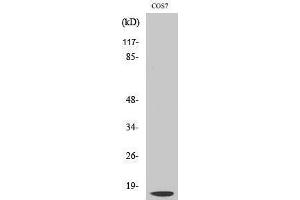 Western Blotting (WB) image for anti-Cathepsin D (CTSD) (Cleaved-Gly65), (Light Chain) antibody (ABIN3172759) (Cathepsin D anticorps  (Cleaved-Gly65, Light Chain))
