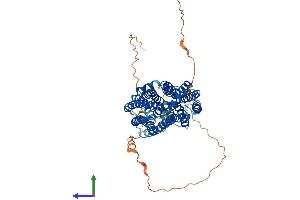 AlphaFold protein structure predicition of Human Recombinant FLVCR1 Protein, UniprotID Q9Y5Y0