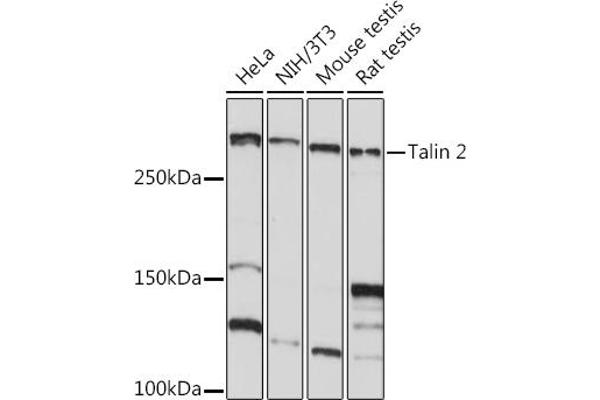 TLN2 anticorps