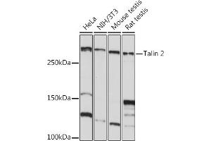 TLN2 Antikörper