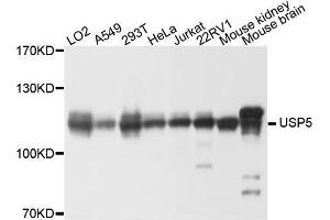 Western blot analysis of extracts of various cell lines, using USP5 antibody (ABIN5972330) at 1/1000 dilution. (USP5 anticorps)