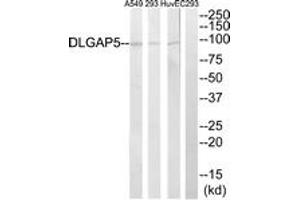 Western blot analysis of extracts from A549/293/HuvEc cells, using DLGAP5 Antibody. (DLGAP5 anticorps  (AA 791-840))