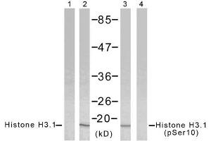 Western blot analysis of extract from HeLa cells using Histone H3. (Histone H3.1 anticorps)