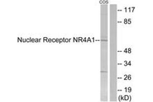 Western Blotting (WB) image for anti-Nuclear Receptor Subfamily 4, Group A, Member 1 (NR4A1) (AA 317-366) antibody (ABIN2888917) (NR4A1 anticorps  (AA 317-366))
