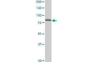 SP1 monoclonal antibody (M01A), clone 4H6.