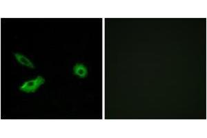 Immunofluorescence (IF) image for anti-Olfactory Receptor, Family 5, Subfamily AR, Member 1 (OR5AR1) (AA 239-288) antibody (ABIN2891021) (OR5AR1 anticorps  (AA 239-288))
