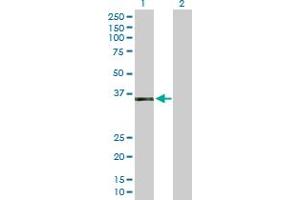 Western Blot analysis of AEN expression in transfected 293T cell line by AEN MaxPab polyclonal antibody.