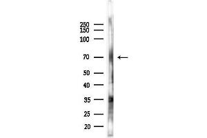 Western blot analysis of lysates from Hela cells(heat-shock 45 min treatment), using GPR162 Antibody at 1/1000 dilution. (GPR162 anticorps  (N-Term))