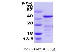 SDS-PAGE (SDS) image for Vasodilator-Stimulated phosphoprotein (VASP) (AA 1-343) protein (His tag) (ABIN667900) (VASP Protein (AA 1-343) (His tag))