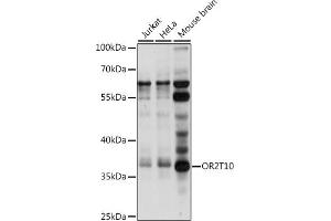 Western blot analysis of extracts of various cell lines, using OR2T10 antibody (ABIN7269088) at 1:1000 dilution.