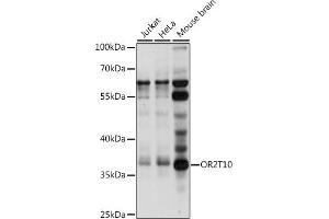Western blot analysis of extracts of various cell lines, using OR2T10 antibody (ABIN7269088) at 1:1000 dilution. (OR2T10 anticorps  (AA 1-100))