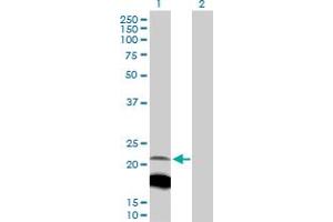 Western Blot analysis of IGLL1 expression in transfected 293T cell line by IGLL1 MaxPab polyclonal antibody. (IGLL1 anticorps  (AA 1-213))