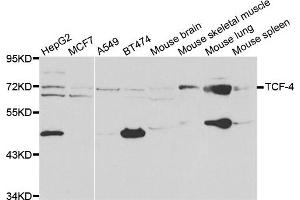 Western blot analysis of extracts of various cell lines, using TCF4 antibody. (TCF4 anticorps)