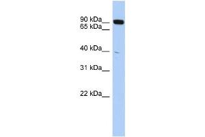 Western Blotting (WB) image for anti-CXXC Finger Protein 1 (CXXC1) antibody (ABIN2457965) (CXXC1 anticorps)