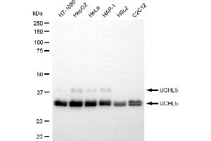Western blotting analysis using UCHL5 antibody (ABIN7800712).