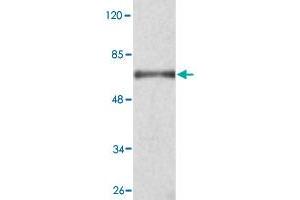 Western blot analysis of KDM3A monoclonal antibody  at 1 : 2000 dilution interacts with recombinant KDM3A protein with a GST tag. (KDM3A anticorps  (C-Term))