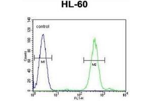 Flow cytometric analysis of HL-60 cells using FOXC2 Antibody  (right histogram) compared to a negative control cell (left histogram). (FOXC2 anticorps  (Middle Region))