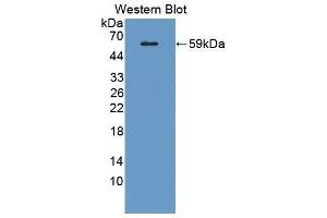 Western Blotting (WB) image for anti-Sialic Acid Binding Ig-Like Lectin 8 (SIGLEC8) (AA 70-336) antibody (ABIN1870885) (SIGLEC8 anticorps  (AA 70-336))