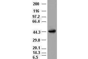 A1AT antibody (3C5) at 1:2000 dilution + lysates from HEK-293T transfected with human A1AT expression vector (SERPINA1 anticorps  (AA 26-418))
