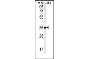Western blot analysis of LGALS9B Antibody (Center) in mouse NIH-3T3 cell line lysates (35ug/lane). (LGALS9B anticorps  (Middle Region))