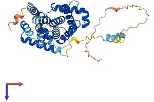 AlphaFold protein structure predicition of Mouse Recombinant Ccng2 Protein, UniprotID O08918