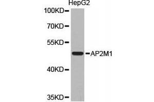 Western Blotting (WB) image for anti-Adaptor-Related Protein Complex 2, mu 1 Subunit (AP2M1) antibody (ABIN1871004) (AP2M1 anticorps)