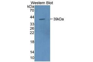 Detection of Recombinant MPG1, Mouse using Polyclonal Antibody to Macrophage Expressed Gene 1 Protein (MPG1) (MPEG1 anticorps  (AA 41-313))