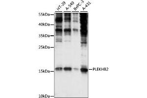 Western blot analysis of extracts of various cell lines, using PLEKHB2 antibody (ABIN6292493) at 1:1000 dilution. (PLEKHB2 anticorps)