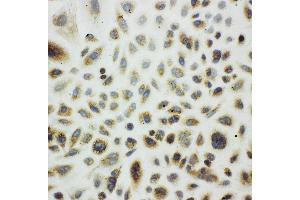 Anti-Cpn10 antibody, ICC ICC: A549 Cell