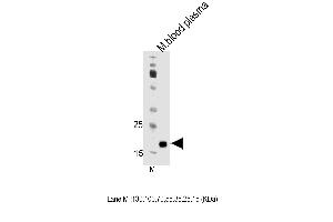 Mouse Apom Antibody (Center) (ABIN1538695 and ABIN2850191) western blot analysis in mouse blood plasma tissue lysates (35 μg/lane). (Apolipoprotein M anticorps  (AA 93-119))