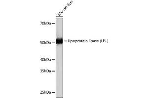 Western blot analysis of extracts of Mouse liver, using Lipoprotein lipase (LPL) (LPL) Rabbit mAb (ABIN1682726, ABIN3018558, ABIN3018559 and ABIN7101626) at 1:1000 dilution. (Lipoprotein Lipase anticorps)