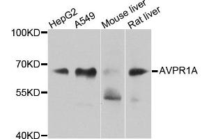 Western blot analysis of extracts of various cell lines, using AVPR1A antibody. (AVPR1A anticorps)