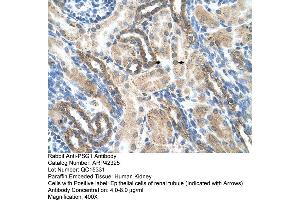 Rabbit Anti-PSG1 Antibody  Paraffin Embedded Tissue: Human Kidney Cellular Data: Epithelial cells of renal tubule Antibody Concentration: 4. (PSG1 anticorps  (N-Term))