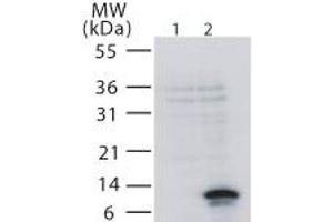 Western Blotting (WB) image for anti-Tumor Necrosis Factor Receptor Superfamily, Member 12A (TNFRSF12A) (AA 104-118) antibody (ABIN490868) (TNFRSF12A anticorps  (AA 104-118))