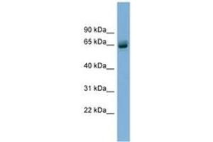 Image no. 1 for anti-Schlafen Family Member 12 (SLFN12) (AA 35-84) antibody (ABIN6744115) (SLFN12 anticorps  (AA 35-84))