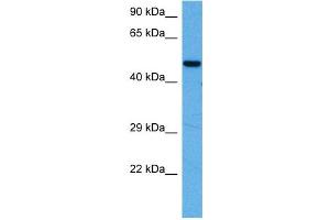 Host:  Rabbit  Target Name:  MEF2A  Sample Tissue:  Mouse Heart  Antibody Dilution:  1ug/ml (MEF2A anticorps  (N-Term))