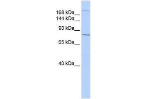 WB Suggested Anti-UBR1 Antibody Titration:  0.