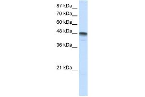 WB Suggested Anti-RBMS3 Antibody Titration:  1. (RBMS3 anticorps  (N-Term))