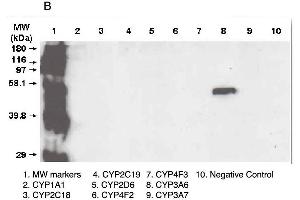 A. (CYP3A5 anticorps  (C-Term))