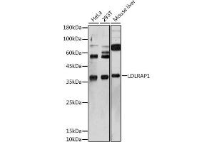 Western blot analysis of extracts of various cell lines, using LDLR antibody (ABIN6127366, ABIN6143131, ABIN6143132 and ABIN6222897) at 1:1000 dilution.