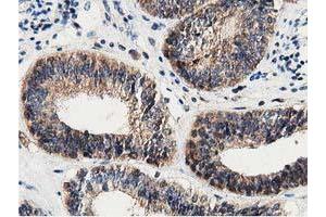 Immunohistochemistry (IHC) image for anti-DnaJ (Hsp40) Homolog, Subfamily A, Member 2 (DNAJA2) antibody (ABIN1497861) (DNAJA2 anticorps)