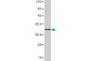 Western Blot detection against Immunogen (36.