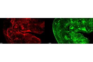 Immunofluorescence Staining of entire E10.