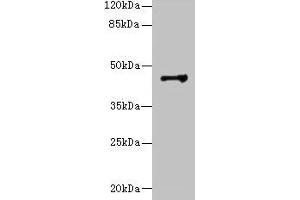 Western blot All lanes: DSCC1 antibody at 8 μg/mL + CEM whole cell lysate Secondary Goat polyclonal to rabbit IgG at 1/10000 dilution Predicted band size: 45 kDa Observed band size: 45 kDa (DSCC1 anticorps  (AA 1-393))